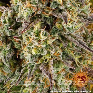 Cookies Kush Auto - BARNEY'S FARM - 4
