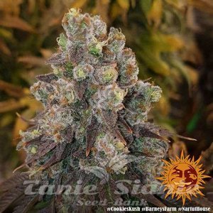 Cookies Kush - BARNEY’S FARM - 5