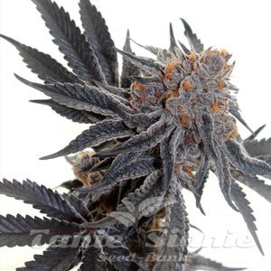 Cookies Sherbet - 1