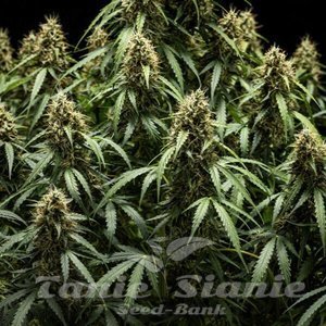 Corkscrew Auto - ROYAL QUEEN SEEDS X TYSON 2.0 - 6