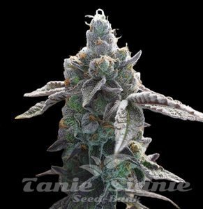 Cream & Cookies - 1
