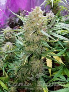 Mandarine Auto - 1