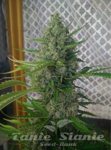 Mandarine XXL Auto - 1