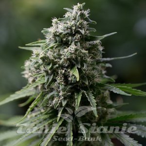Critical + 2.0 - SILENT SEEDS - 1
