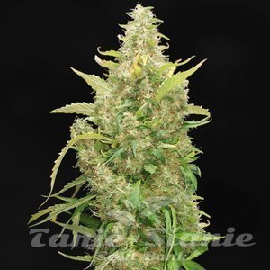 Critical 47 F1 - 2