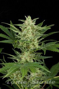 Critical Auto - 1
