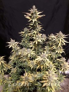 Critical Kush Auto - 1