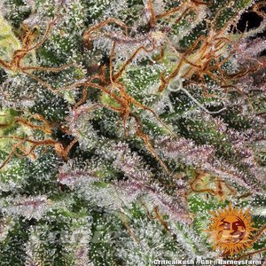 Critical Kush - BARNEY’S FARM - 5