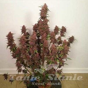 Dark Devil's Kiss Auto - 1
