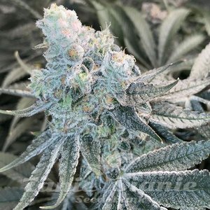 Deluxe Sugar Cane - INHOUSE GENETICS - 2