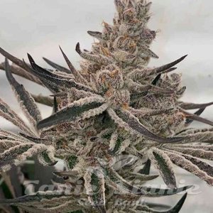 Deluxe Sugar Cane - INHOUSE GENETICS - 1