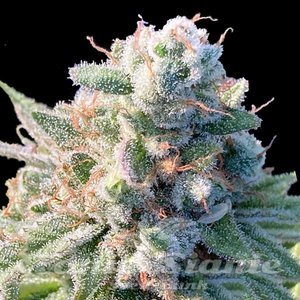 DMT Auto - 1