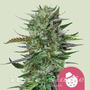 Do-Si-Dos - ROYAL QUEEN SEEDS - 1