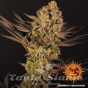 Dos Si Dos 33 - BARNEY'S FARM - 3