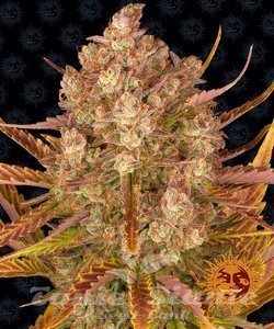 Dos Si Dos Auto - BARNEY'S FARM - 1