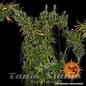 Dr Grinspoon - BARNEY’S FARM - 4