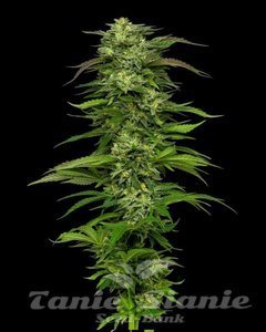 Dream Queen Auto - HUMBOLDT SEED COMPANY - 1