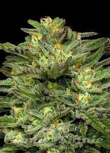 Dream Queen - HUMBOLDT SEED COMPANY - 2