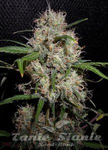 Dubai Poison Auto - 1