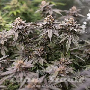 Dynamite Diesel - ROYAL QUEEN SEEDS X TYSON 2.0 - 5