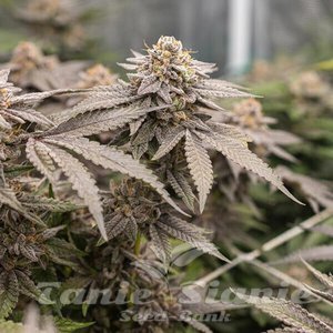 Dynamite Diesel - ROYAL QUEEN SEEDS X TYSON 2.0 - 6