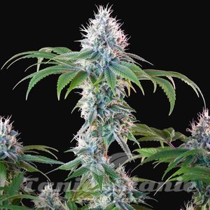 Dynamite Diesel - ROYAL QUEEN SEEDS X TYSON 2.0 - 9