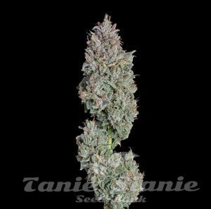 Easy Button Auto - HAPPY VALLEY GENETICS - 1