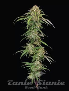 Ed Rosenthal's Super High Life - HUMBOLDT SEEDS COMPANY - 1