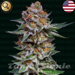 El Patron Dosidos Auto - NARCOS SEEDS - 1