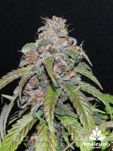 Red Purps - FEMALE SEEDS - 1
