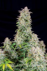 Forbidden Runtz Auto - FASTBUDS - 2