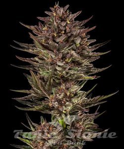 Frosted Zinn x Cookie Dog Auto - BARNEY'S FARM - 2