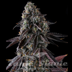 Fruit Riot - COMPOUND GENETICS - 1
