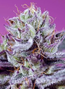 Fruity & Delicious Mix - SWEET SEEDS - 3