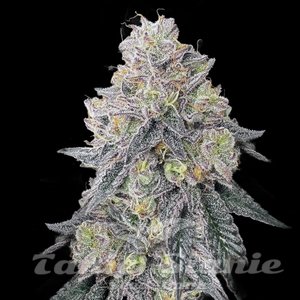 Garlic Budder - 1