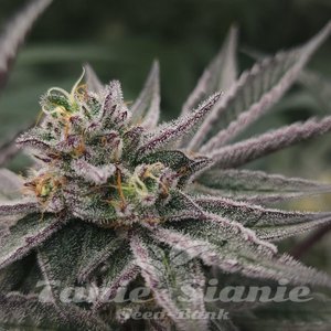 Gary Burger - ELEV8 SEEDS - 3