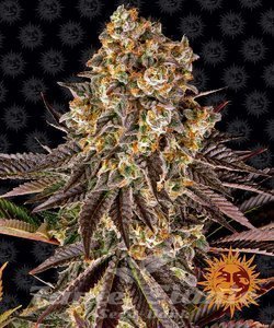 Gelato #45 - BARNEY'S FARM - 1