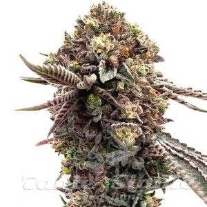 Ghost Train Haze x Pellezin - 1