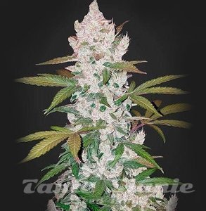 Girl Scout Cookies Auto - 1