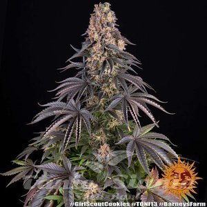 Girl Scout Cookies - BARNEY'S FARM - 6