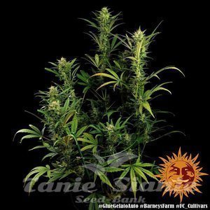 Glue Gelato Auto - BARNEY'S FARM - 4