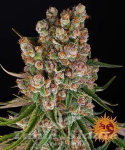 GMO Auto - BARNEY'S FARM - 1