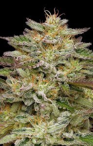 Golden Sands - HUMBOLDT SEEDS COMPANY - 2