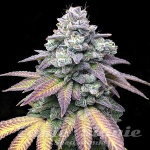 Gorilla Cookies - 1