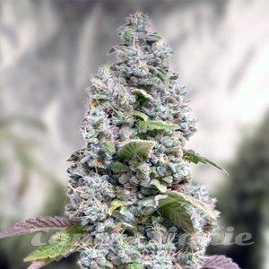 Gorilla Cookies Fast Version - 1
