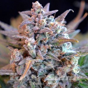 Gorilla Zkittlez Auto - 1