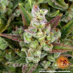 Gorilla Zkittlez Auto - BARNEY'S FARM - 4