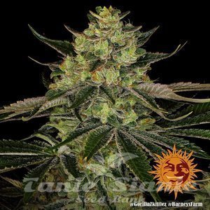 Gorilla Zkittlez - BARNEY'S FARM - 2