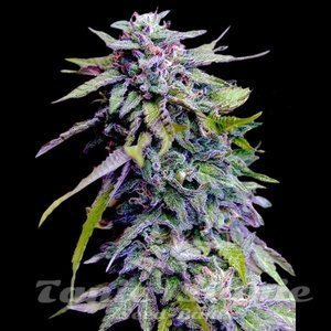 Grandaddy Purple - 1