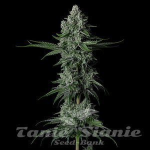 Grandpas Stash R2 - ETHOS GENETICS - 1